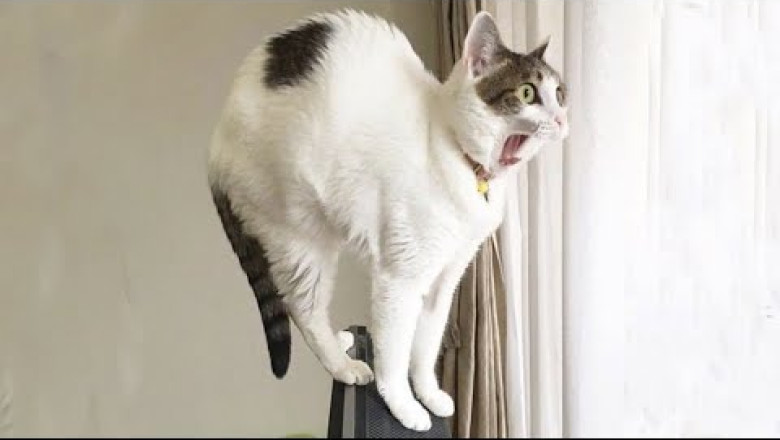 😇 If You Laugh, You Will Lose - Funniest Cats Expression Video 😇 - Funny Cats Life