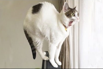 😇 If You Laugh, You Will Lose - Funniest Cats Expression Video 😇 - Funny Cats Life