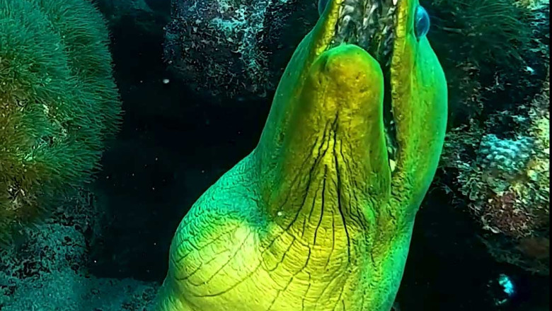 Suspicious Sea Creatures