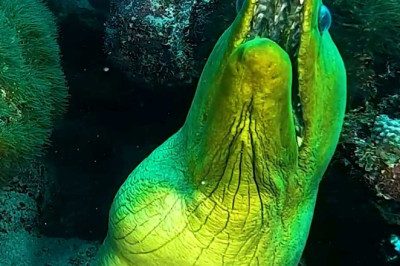 Suspicious Sea Creatures