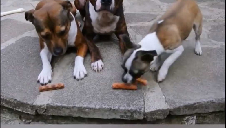 These pets just want to have food lol....