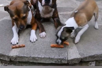 These pets just want to have food lol....