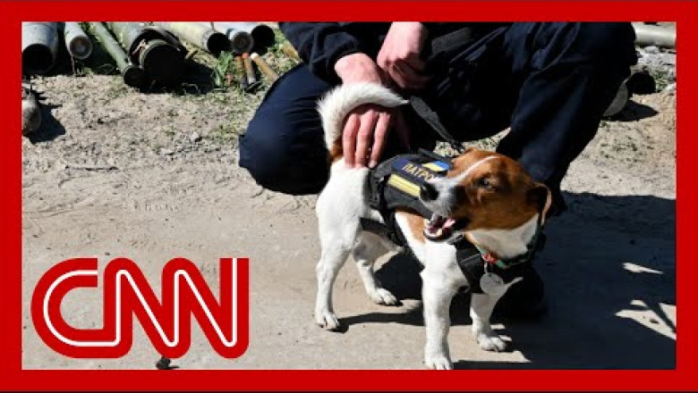 Bomb-sniffing Dog Called Hero After Uncovering Over 200 Russian Bombs ...