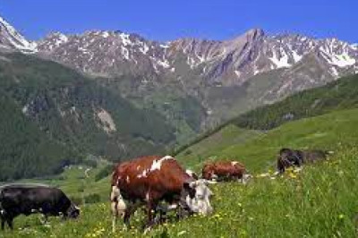 PSR 2014/2022. Misura 4.2. Finanziamento a fondo perduto a favore della trasformazione/commercializzazione e/o dello sviluppo dei prodotti agricoli.