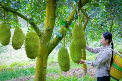 Amazing jackfruit ! Used for fruit and Chinese food|40斤一個的菠蘿蜜,成熟後除了做菠蘿蜜幹,還能做成美食|野小妹 wild girl