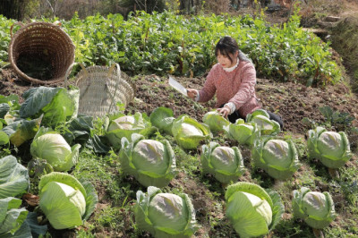 【二米炊烟】Chinese Sauerkraut. 罈罈罐罐里的美食秘密,老壇酸菜和川味回鍋肉
