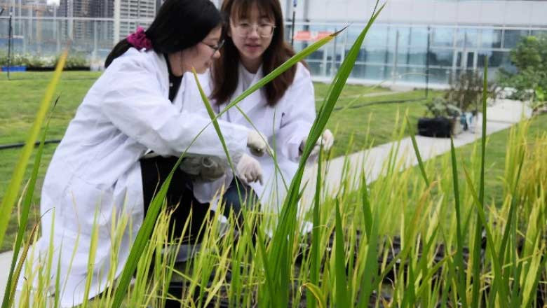 Hainan stands at forefront of seed industry innovation | Nexth City