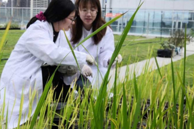 Hainan stands at forefront of seed industry innovation