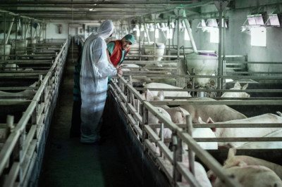 African swine fever: campaign extended to new countries