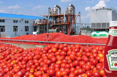 How Tomato Ketchup Is Made | Tomato Harvesting And Processing to Ketchup | Food Factory