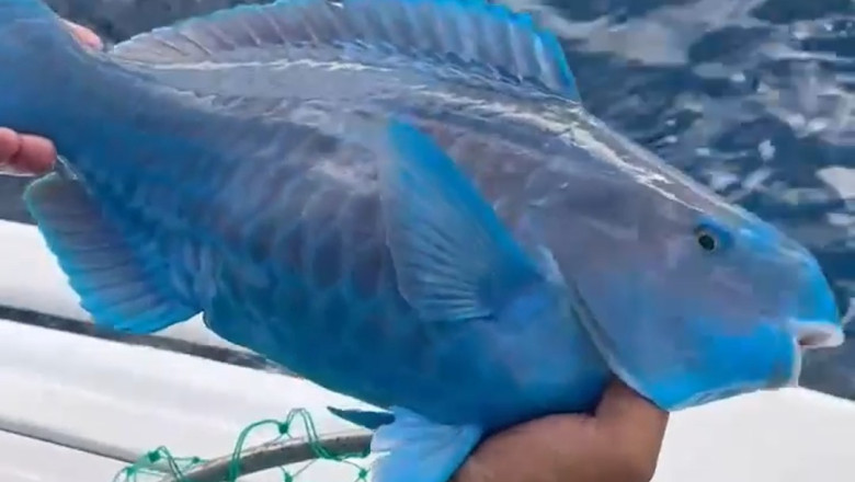 Unusual Sea Creatures