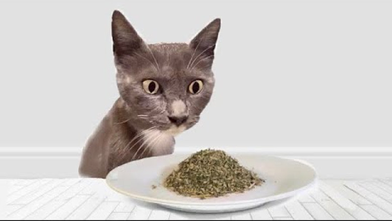 Cats Try Catnip For The First Time