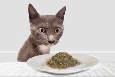 Cats Try Catnip For The First Time