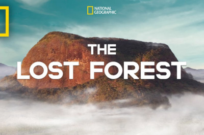 The Lost Forest | Nobel Peace Prize Shorts