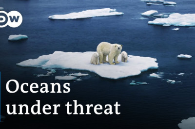 Marine climate change - Can our sealife survive? | DW Documentary