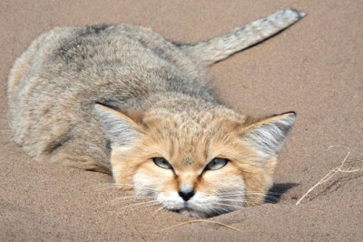 SAND CAT: How does this cat survive in the desert without water? Sand cat versus snakes and scorpion