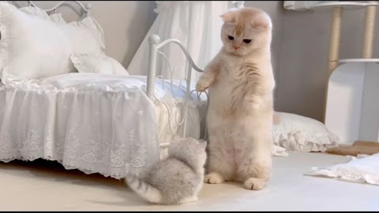 An adult cat who does the walking upright when he sees a kitten cat