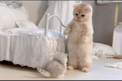 An adult cat who does the walking upright when he sees a kitten cat