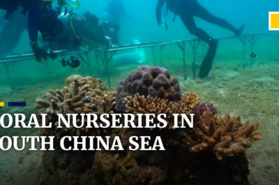 Artificial coral reefs planted in South China Sea to celebrate World Oceans Day