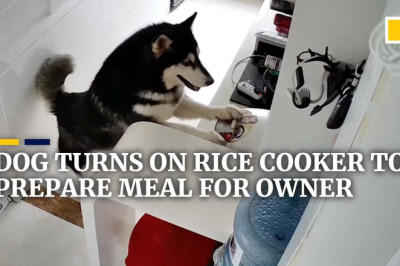 Dog turns on rice cooker to prepare meal for owner in China