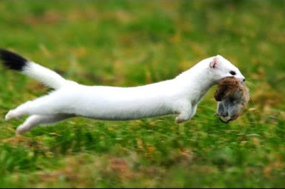 ERMINE in Action! Ermine versus hares, rabbits and squirrels. The cunning friend of the marten