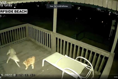 A fearless cat came face-to-face with a coyote on a Surfside Beach, Texas, porch, and lived to tell the tale.