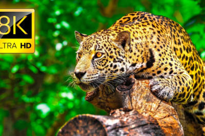 Ultimate Wild Animals Collection in 8K ULTRA HD / 8K TV
