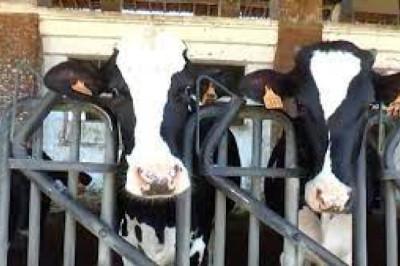 Finanziamento a fondo perduto in favore degli allevatori di bovini da latte pugliesi