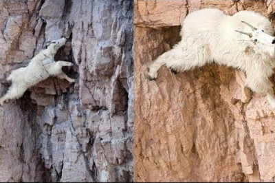 MOUNTAIN GOATS - These Creatures Don’t Care About The Laws Of Physics Despite Their Hooves