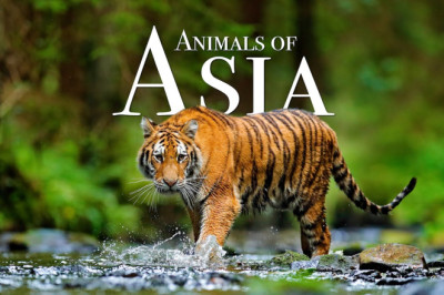 Animals of Asia 4K - Scenic Wildlife Film With Calming Music