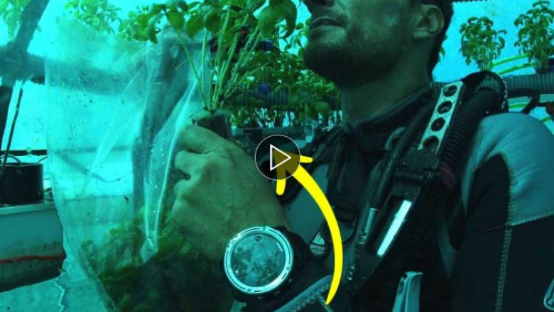 Underwater farming Is thriving on the Italian Riviera and it’s cultivating basil with a more robust flavor!