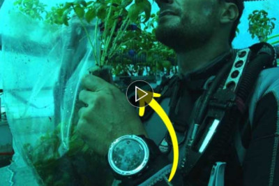 Underwater farming Is thriving on the Italian Riviera and it’s cultivating basil with a more robust flavor!