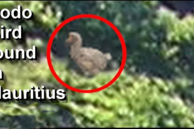 Incredible Living Dodo bird found in Mauritius (new video evidence)