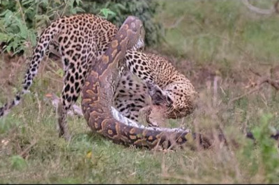 Python Constricts Leopard As It Fights Back!