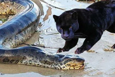 Black jaguar attacks anaconda mercilessly