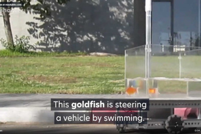 Pigs can't fly but this goldfish drives Researchers at Ben-Gurion University taught a goldfish to navigate a robot vehicle to a target by simply swimming in its tank.