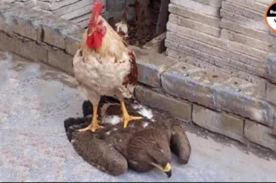 Rooster Shows The Eagle Who’s The Boss