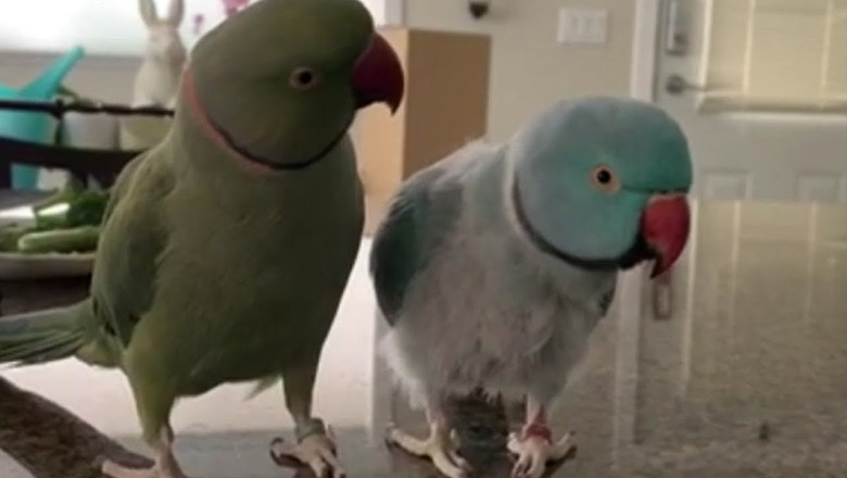 Parrots speak to each other like people.