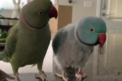Parrots speak to each other like people.