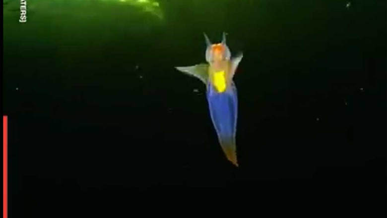 Strange And Unique Sealife: There's a whole world of strange and unique creatures under the sea