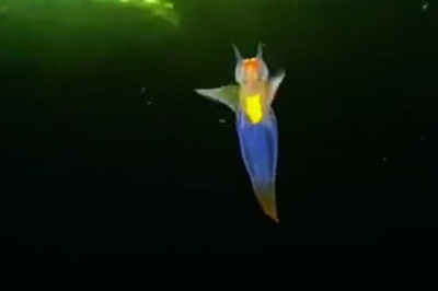 Strange And Unique Sealife: There's a whole world of strange and unique creatures under the sea