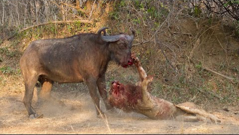 TOP 6 Crazy Moments Buffalo Can Kill Lion
