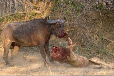 TOP 6 Crazy Moments Buffalo Can Kill Lion