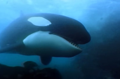 A Man Among Orcas - Wildlife Documentary
