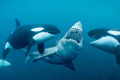 This Is Why Orcas Are Called Killer Whales