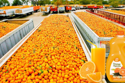 How Fresh Orange Juice Is Made and Process In Factory
