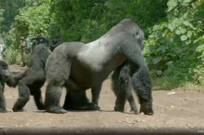 Massive silverback gorilla blocks a road so his family can cross safely.
