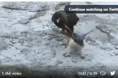 The penguin is being rescued by the ducks... Amazing I want to cry! ๐๐