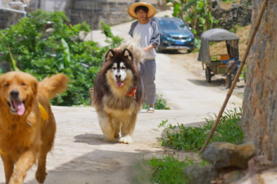 Dawang and GinMao working together first time, sending meals to the hard-working grandma and Axia