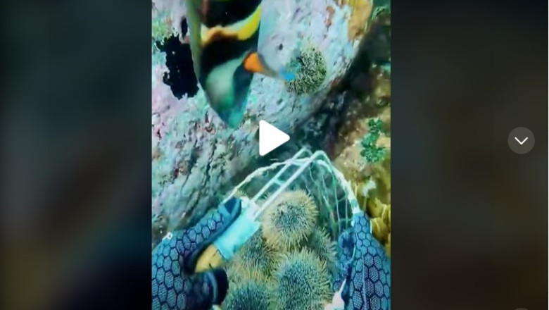 Diving for you